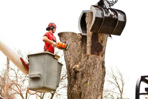 How Our Tree Care Process Works  in  Laurel, DE